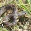 Chester-le-Street Advertiser: North-East researchers map global hotspots for alien plants and animals Chester-le-Street Advertiser: North-East researchers map global hotspots for alien plants and animals